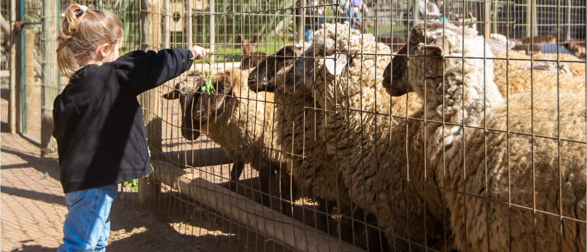 Visítanos con tu colegio y se divertirán por 3 horas con los animales de la granja.