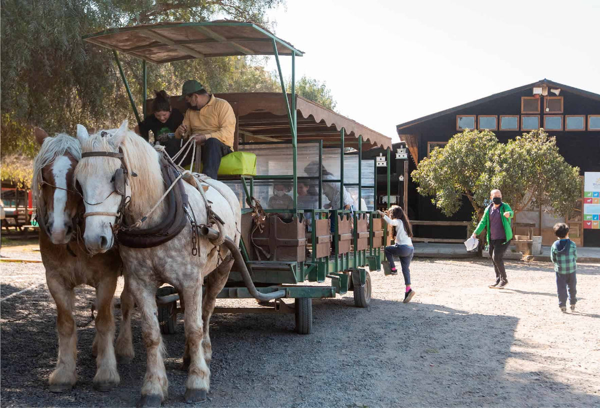 Visítanos con tu colegio y se divertirán por 3 horas con los animales de la granja.